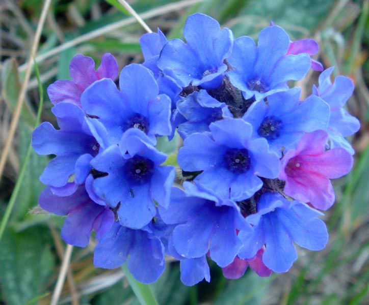 Pulmonaria officinalis photo